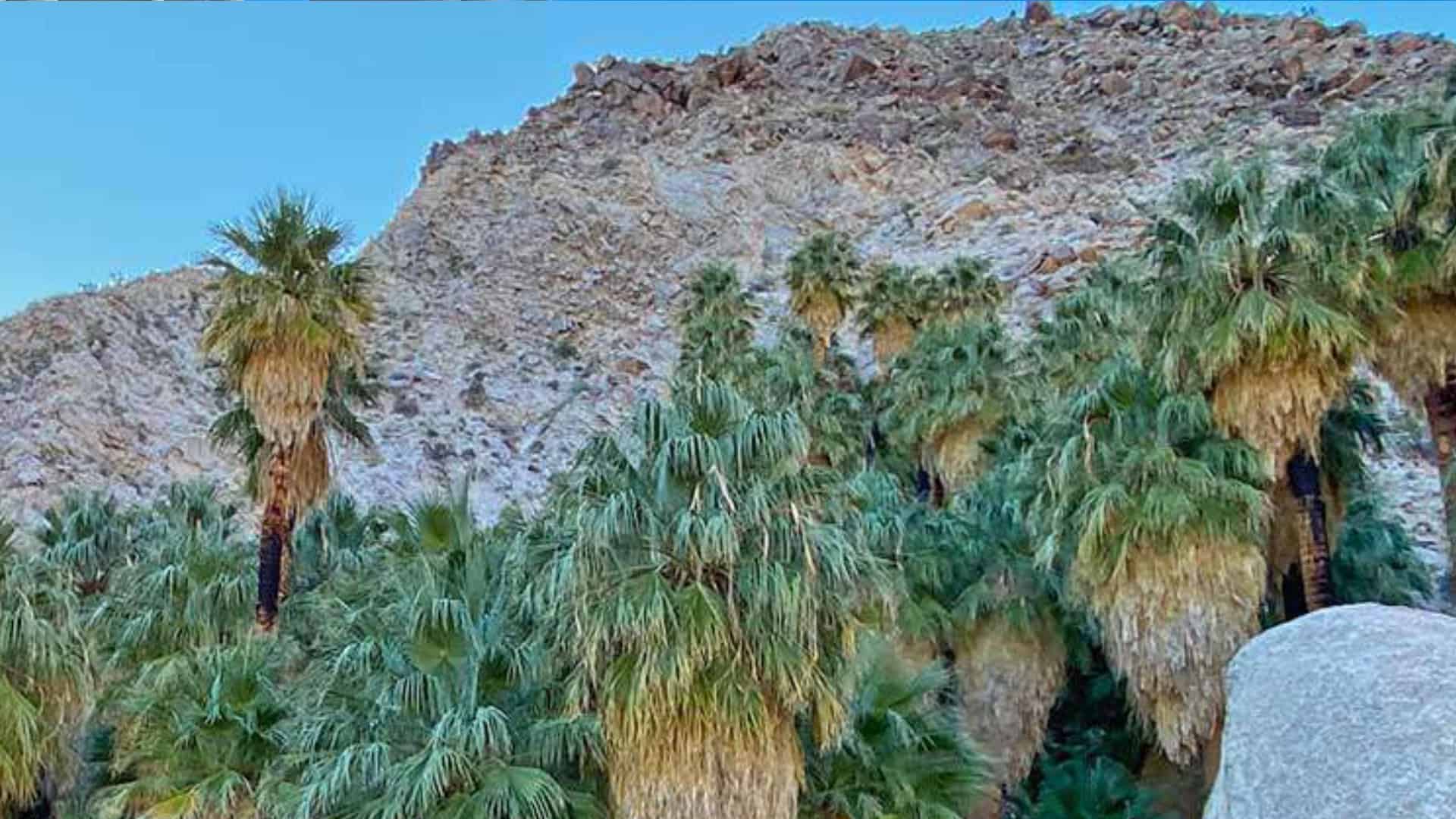 Hike the 49 Palms Oasis Trail