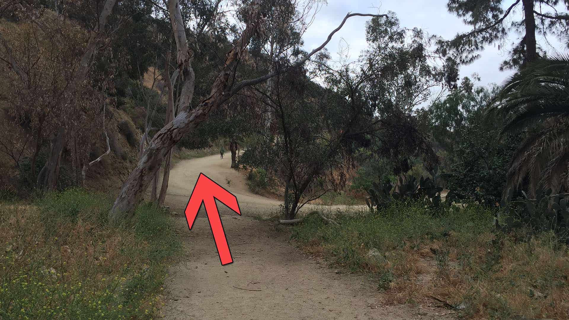 Runyon Canyon Trail Guide HikingGuy - 8 Trail And Runyon Canyon Park 
