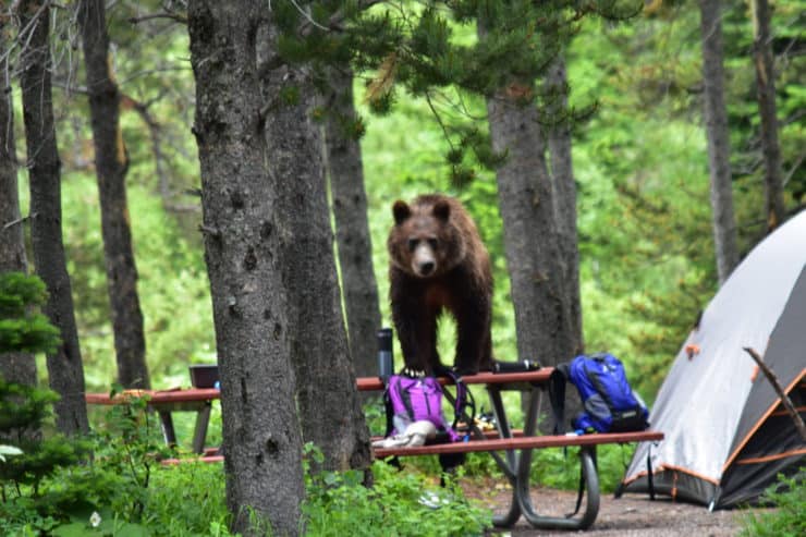 Grizzly Bear In Many Glacier Campground Photo Courtesy Glacier National Park Visitor