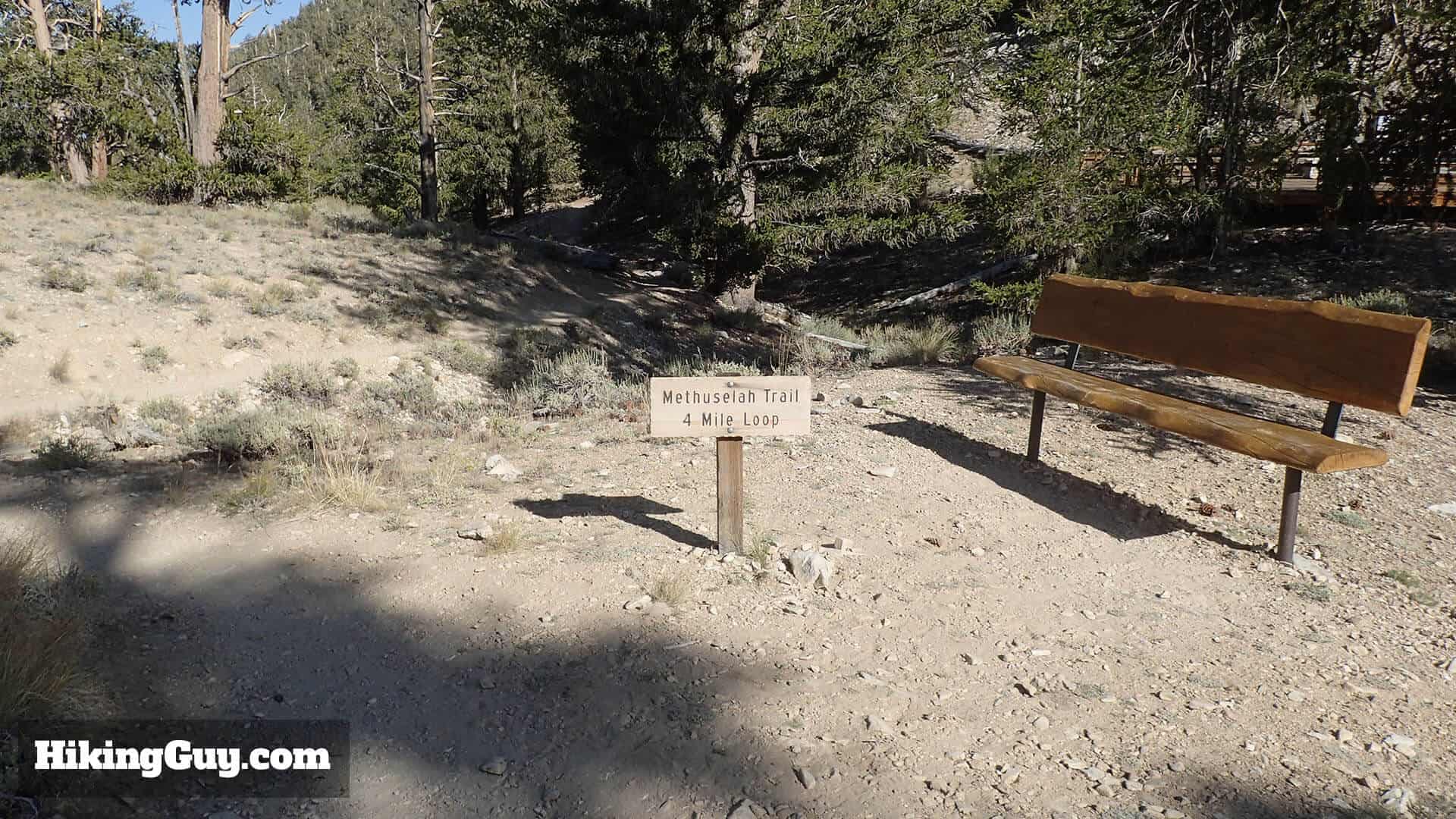 Ancient Bristlecone Pine Forest Hike