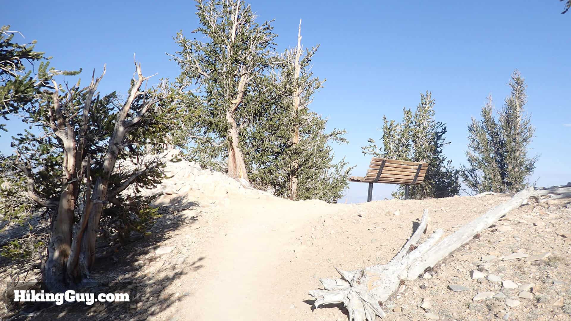 Ancient Bristlecone Pine Forest Hike