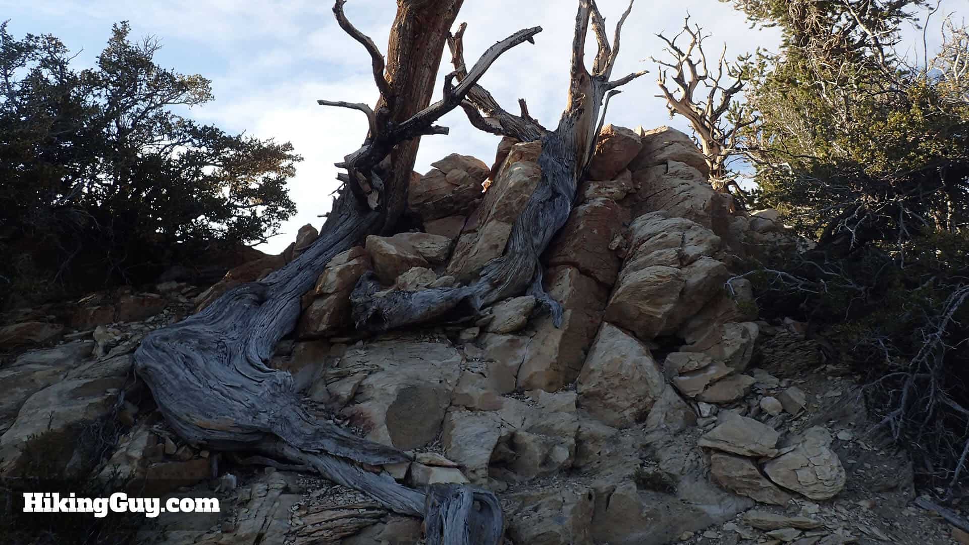 Ancient Bristlecone Pine Forest Hike