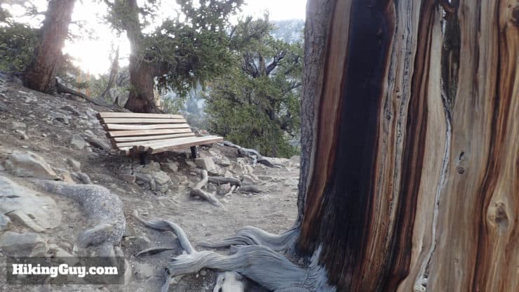 Ancient Bristlecone Pine Forest Hike