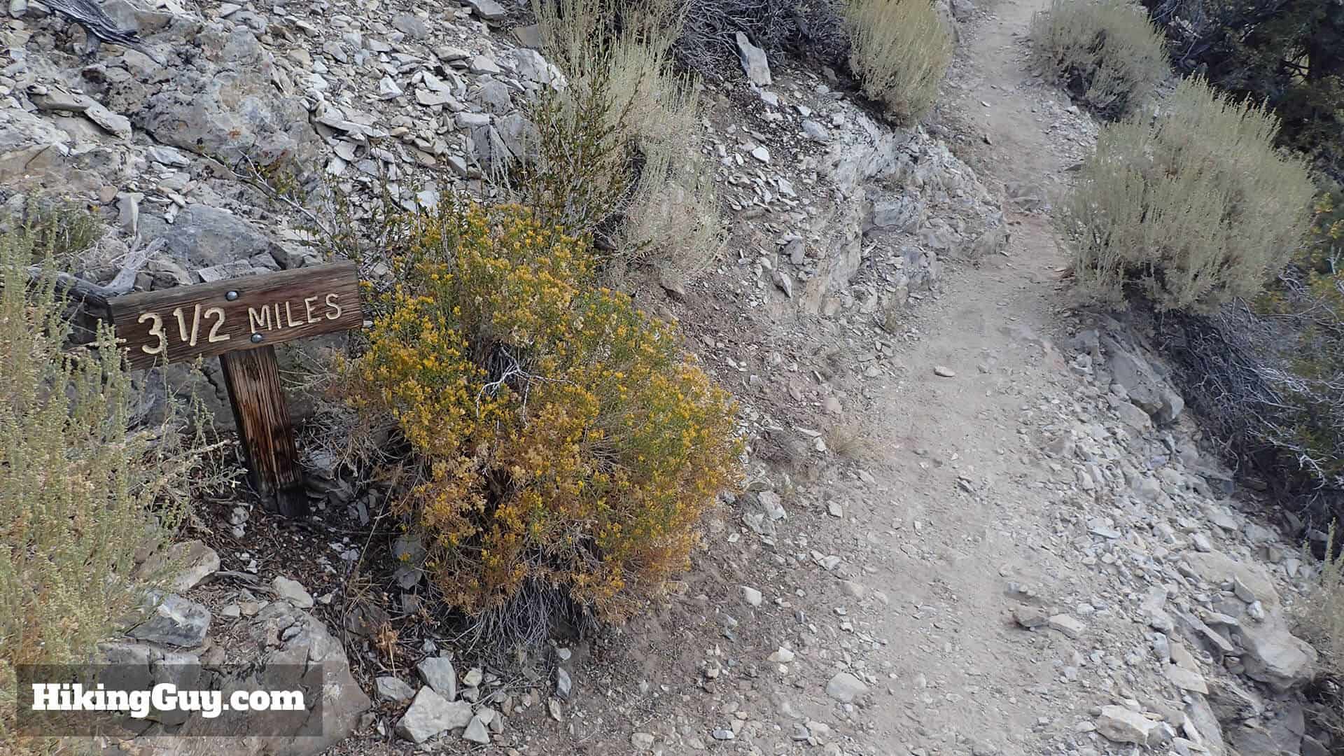 Ancient Bristlecone Pine Forest Hike