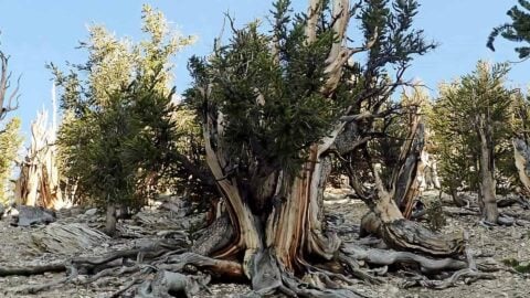 Ancient Bristlecone Pine Forest Hike