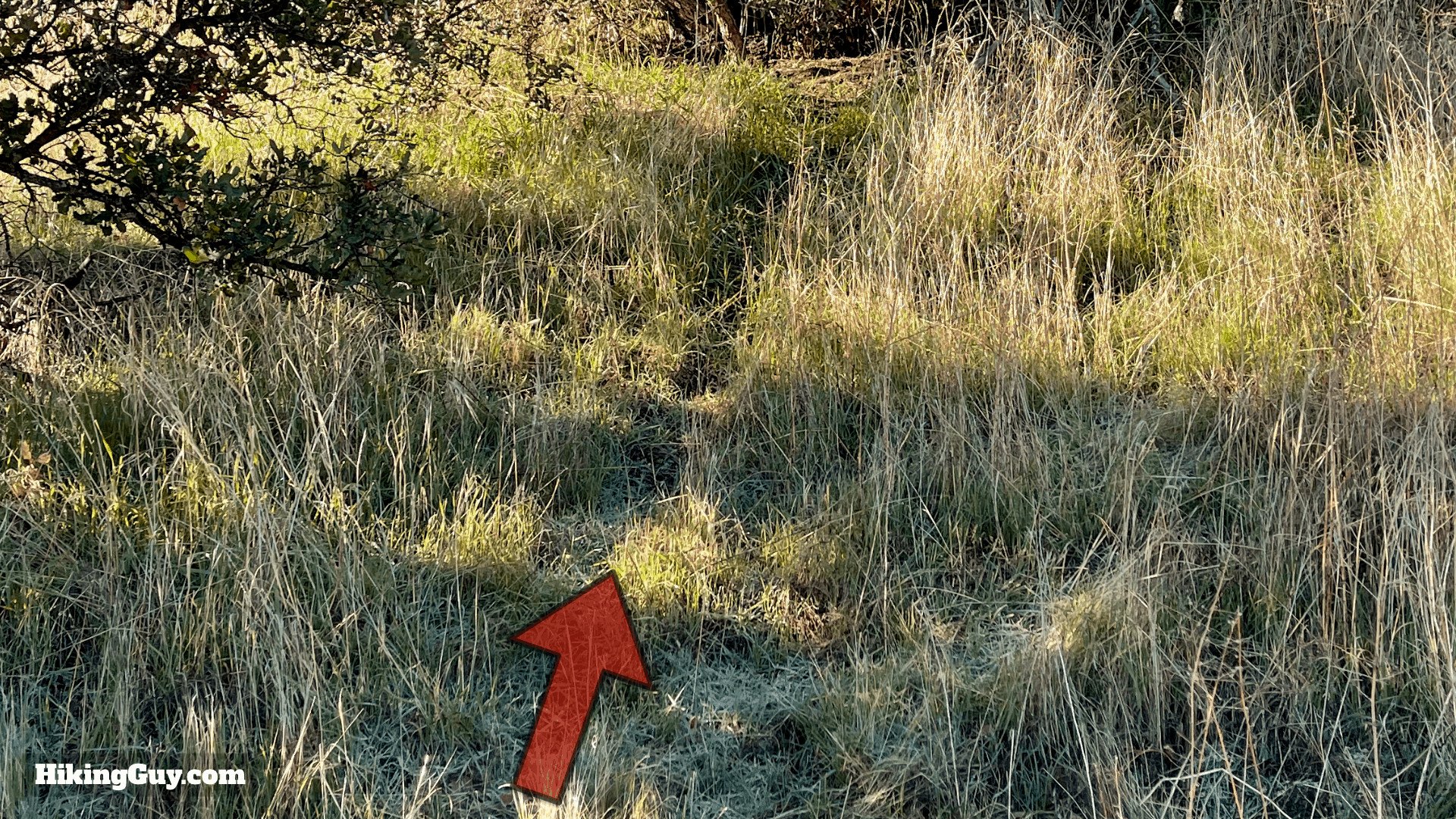 Animal Run Example