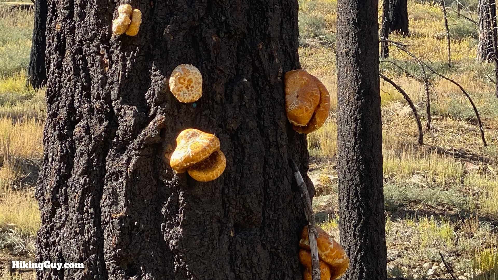 Aspen Grove Trail Directions 14