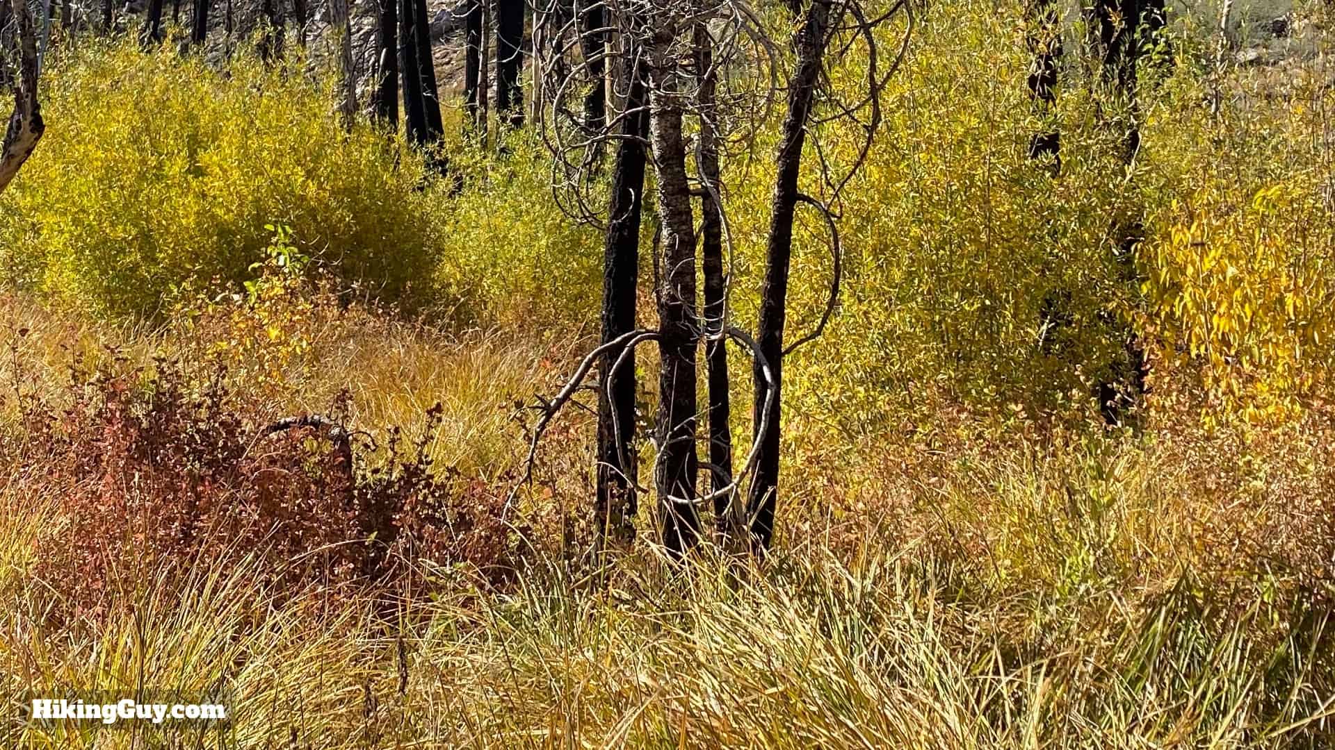 Aspen Grove Trail Directions 21