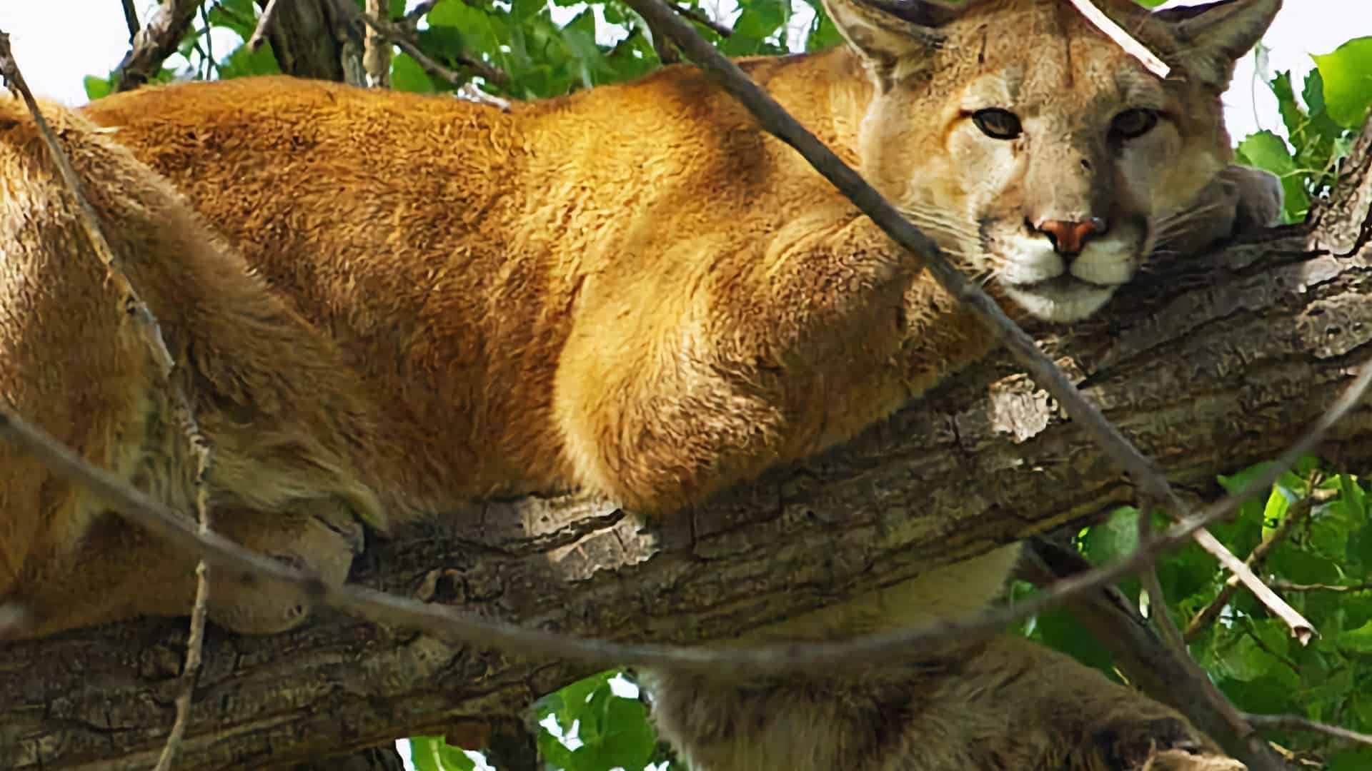 Understanding Mountain Lions When Hiking