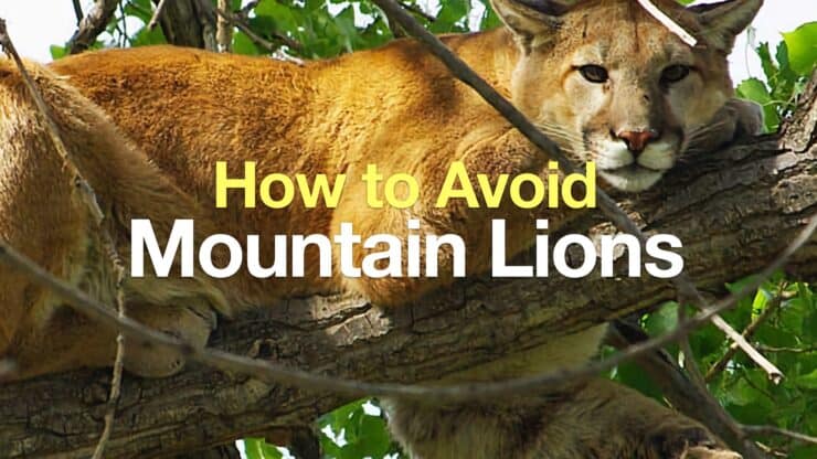 Understanding Mountain Lions When Hiking