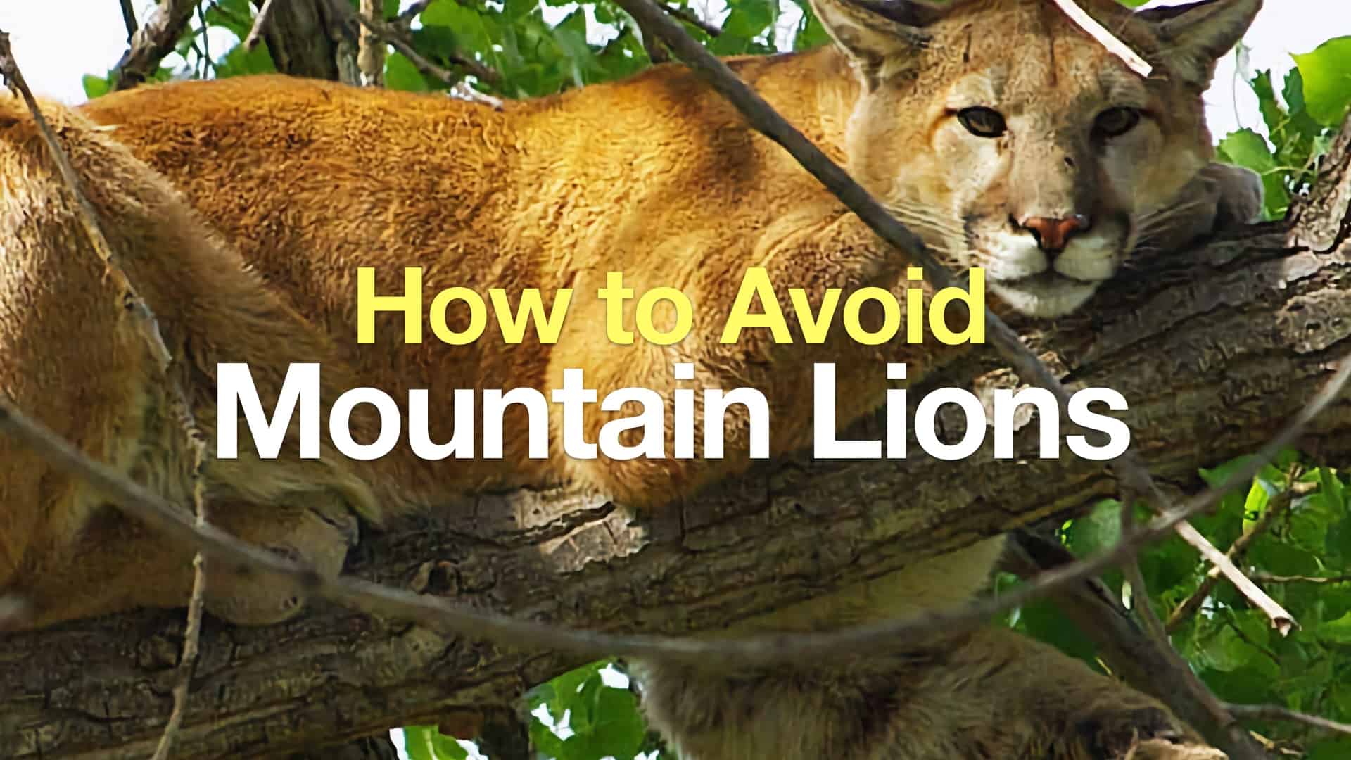 Dog Vs Lion Xxx - Understanding Mountain Lions When Hiking - HikingGuy.com