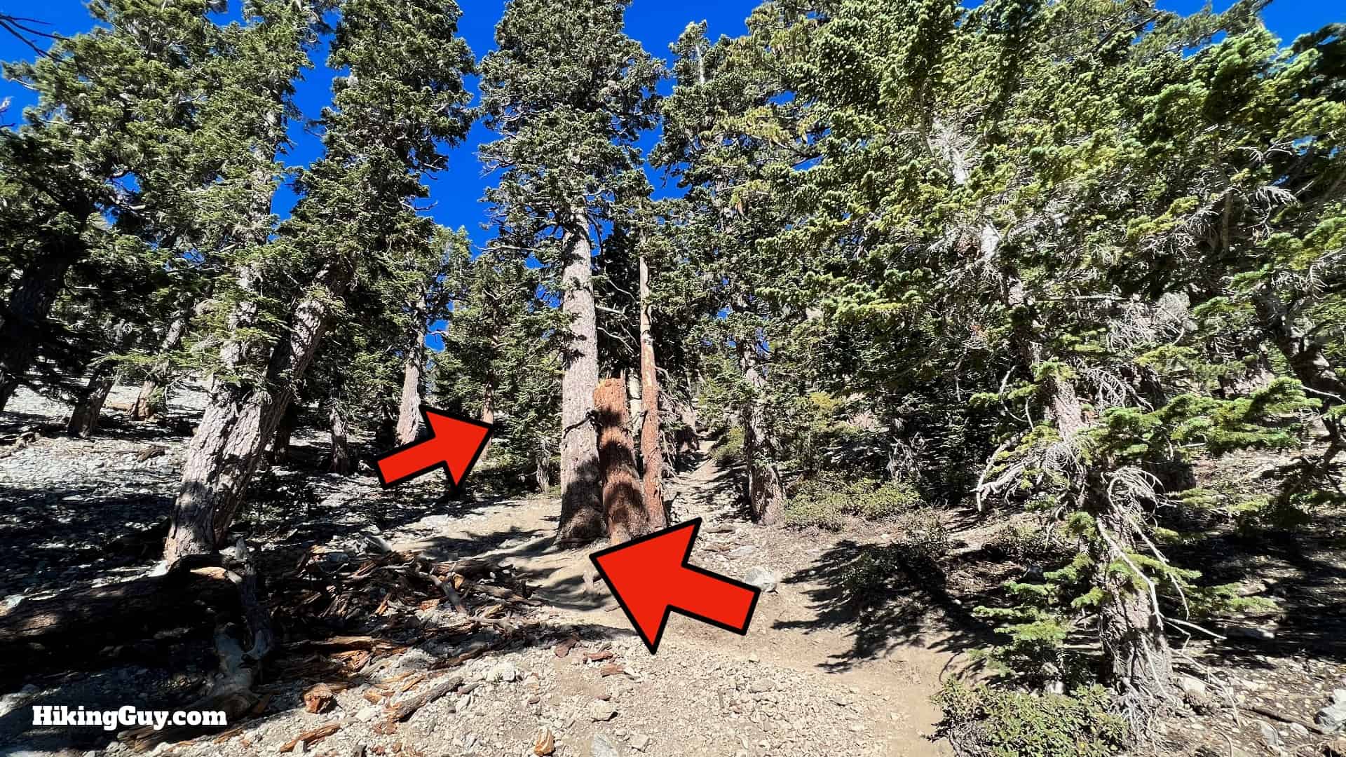 Baldy Bowl Trail Directions 32