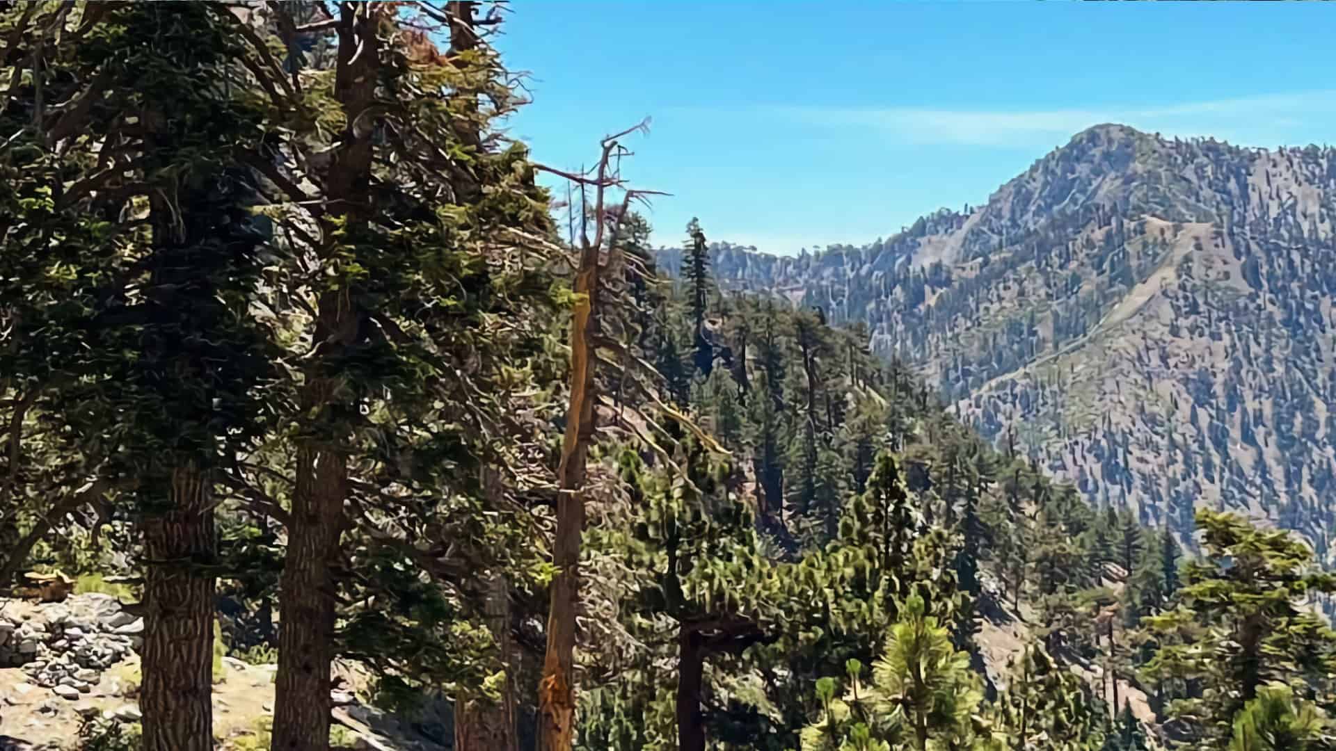 Baldy Bowl Trail (Ski Hut Trail) to Mt Baldy