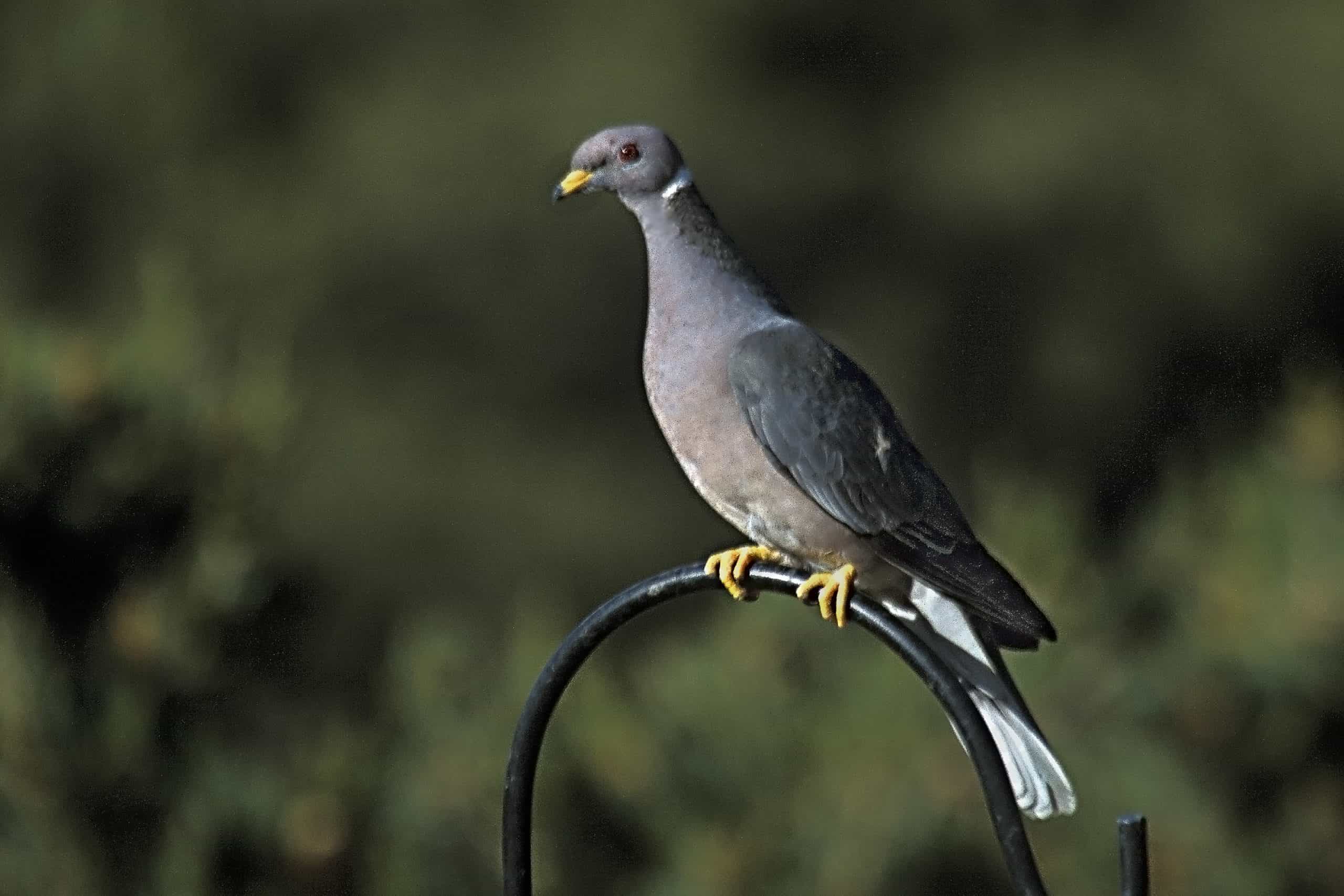 Band Tailed Pidgeon