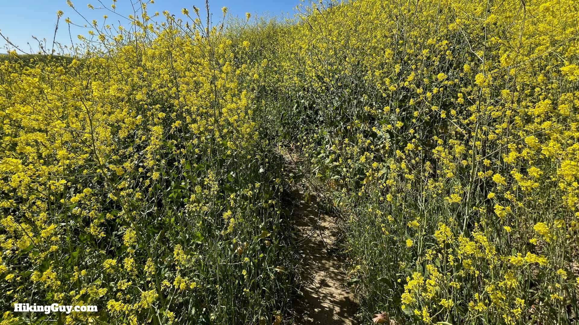 Bane Canyone Loop Trail Directions 24