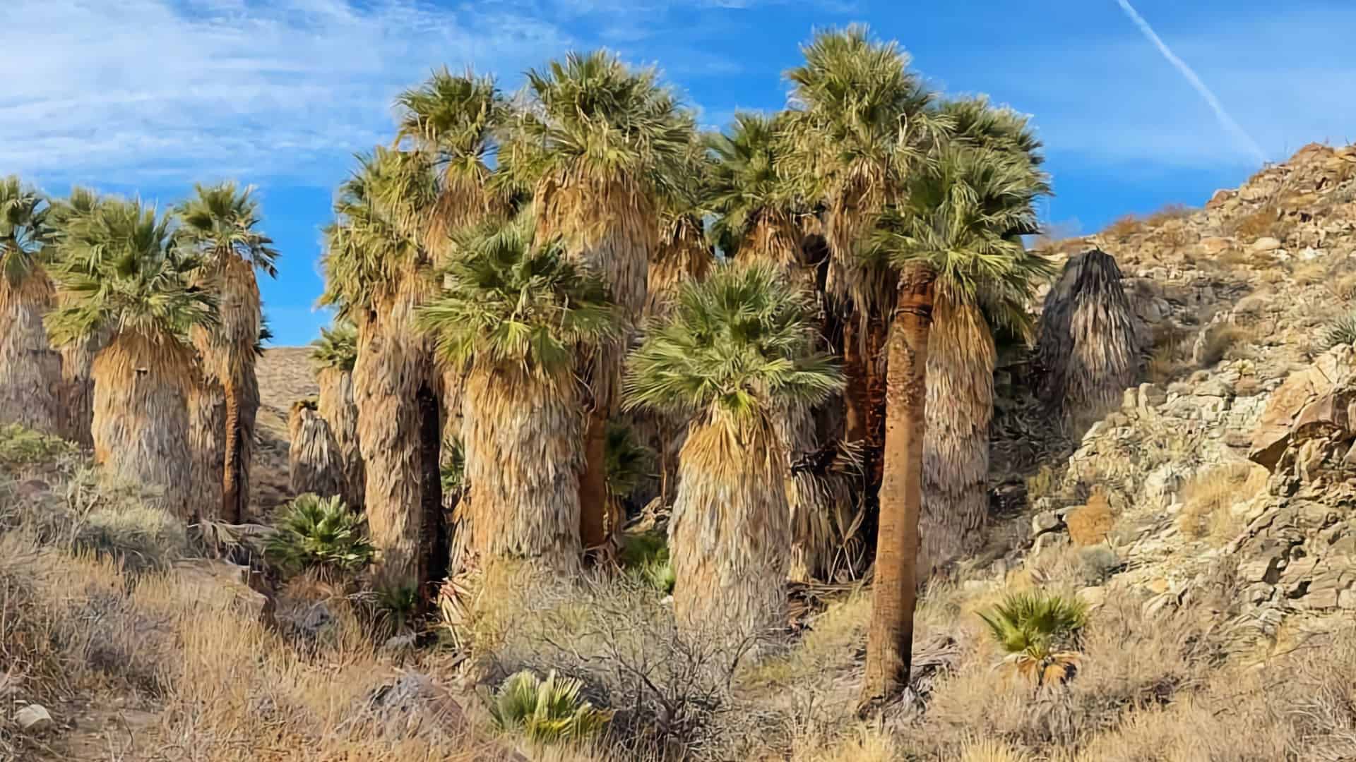 Bear Creek Oasis Trail Guide