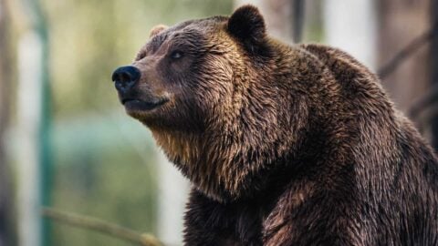 Easy Bear Safety For Hikers and Campers