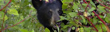 Bear Safety For Hikers And Campers