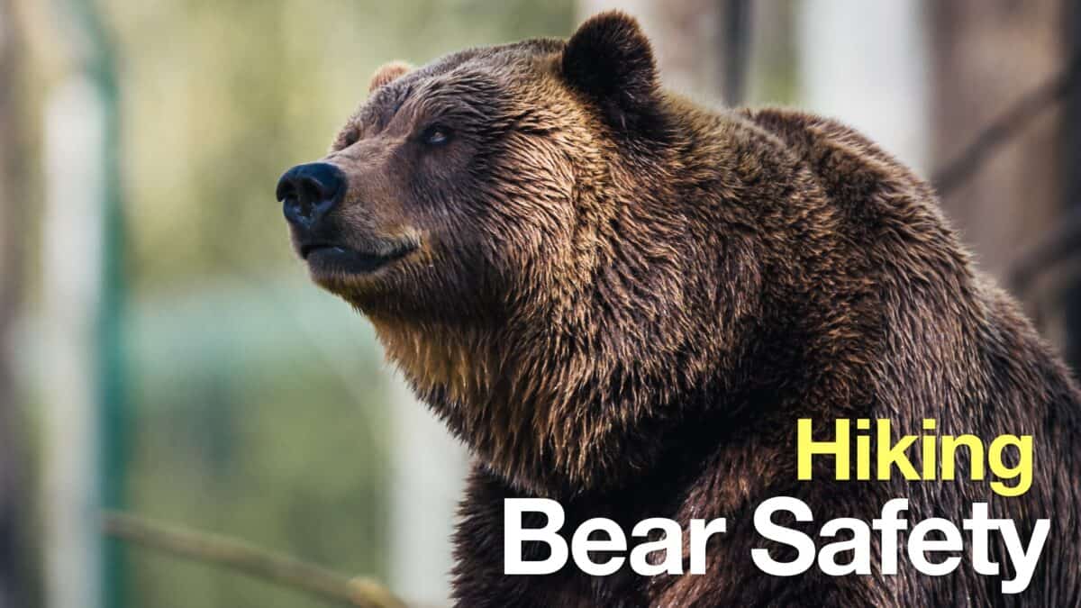 Easy Bear Safety For Hikers and Campers