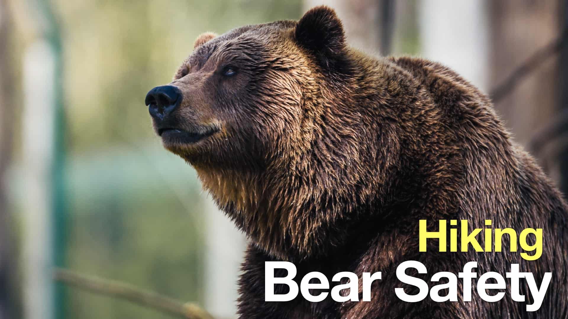 Hey Bay Staters, it's time to talk bear safety
