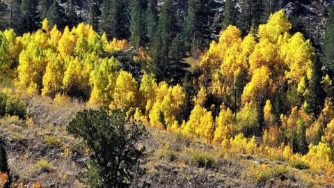 Big Bear Aspen Grove Trail Hike