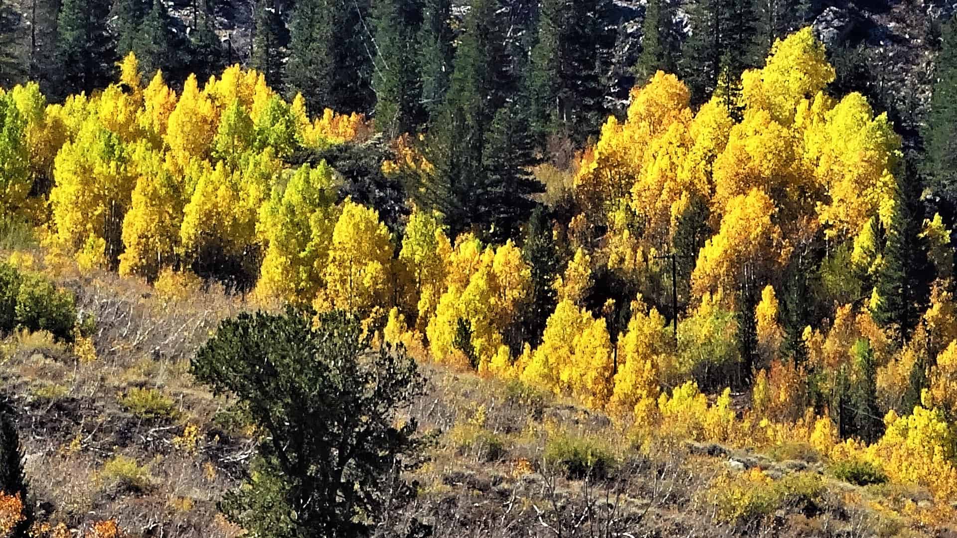 Big Bear Aspen Grove Trail Hike