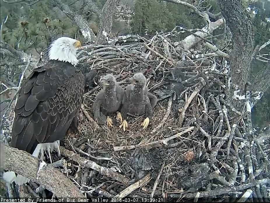 Big Bear Eagles