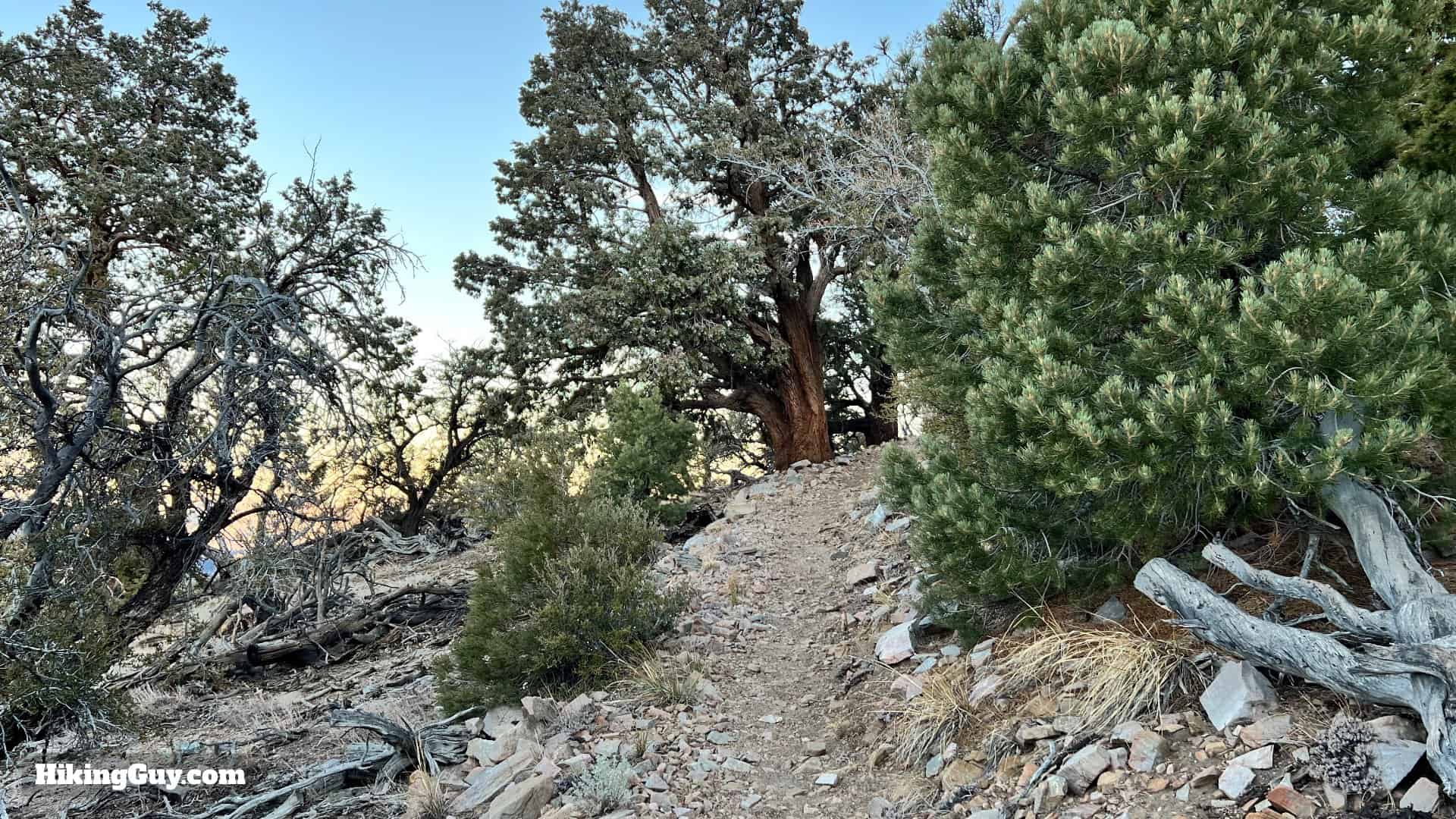 Big Bear Wild Burro Hike 11