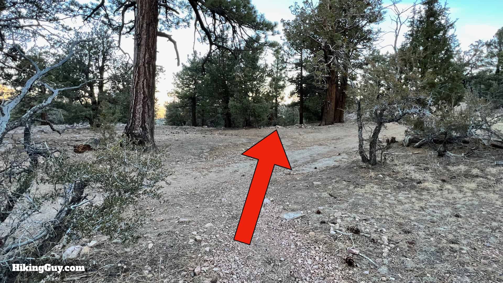 Big Bear Wild Burro Hike 12