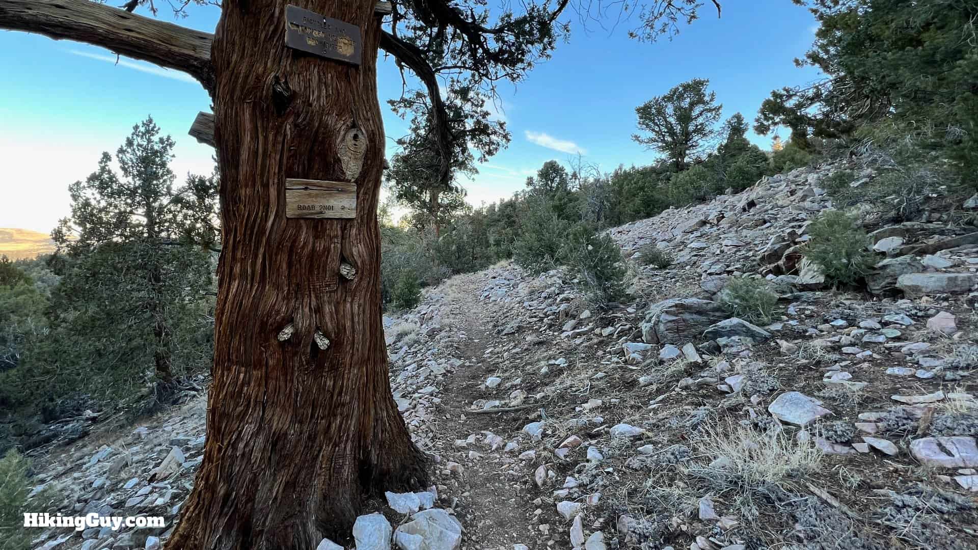 Big Bear Wild Burro Hike 13