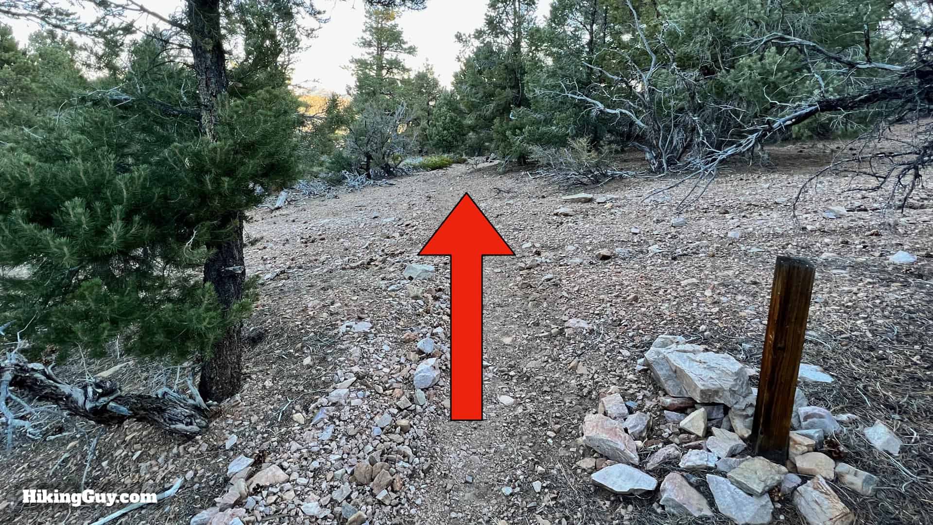 Big Bear Wild Burro Hike 14