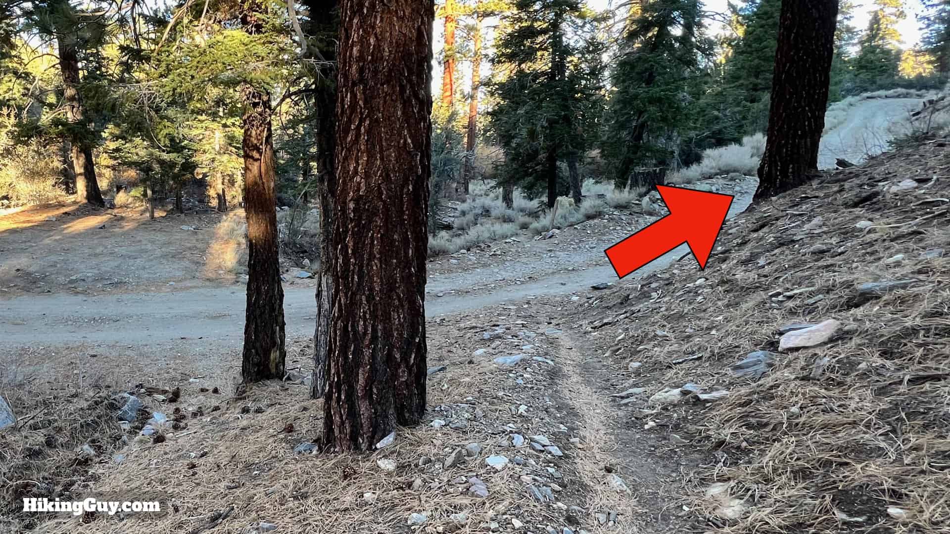 Big Bear Wild Burro Hike 15