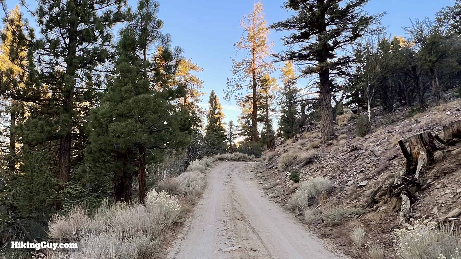 Big Bear Wild Burro Hike 16