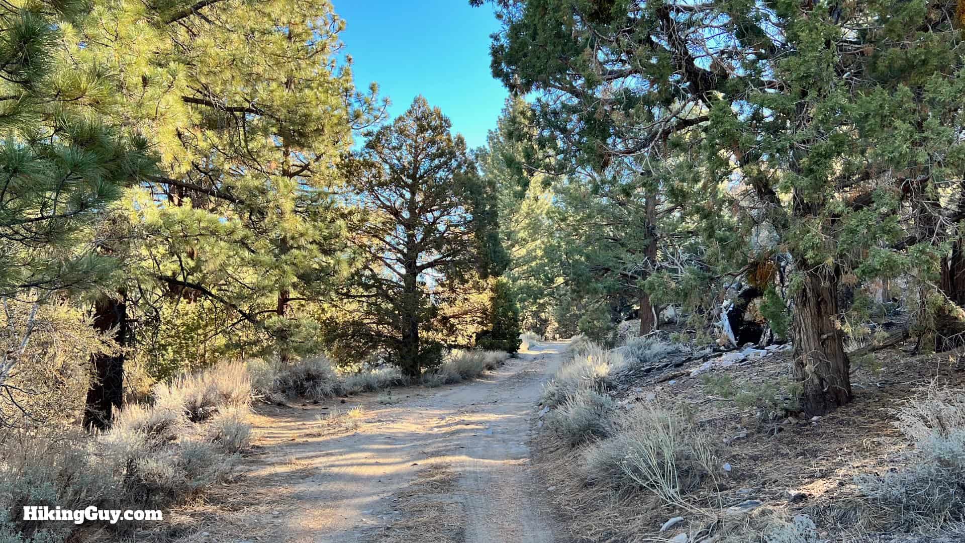 Big Bear Wild Burro Hike 21