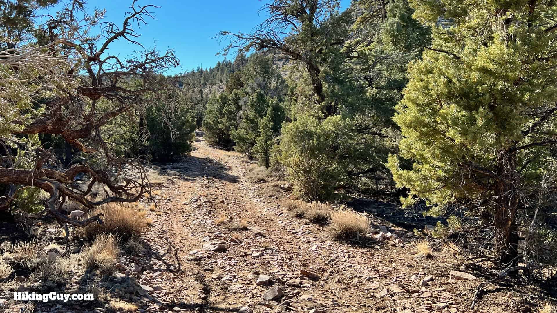 Big Bear Wild Burro Hike 26