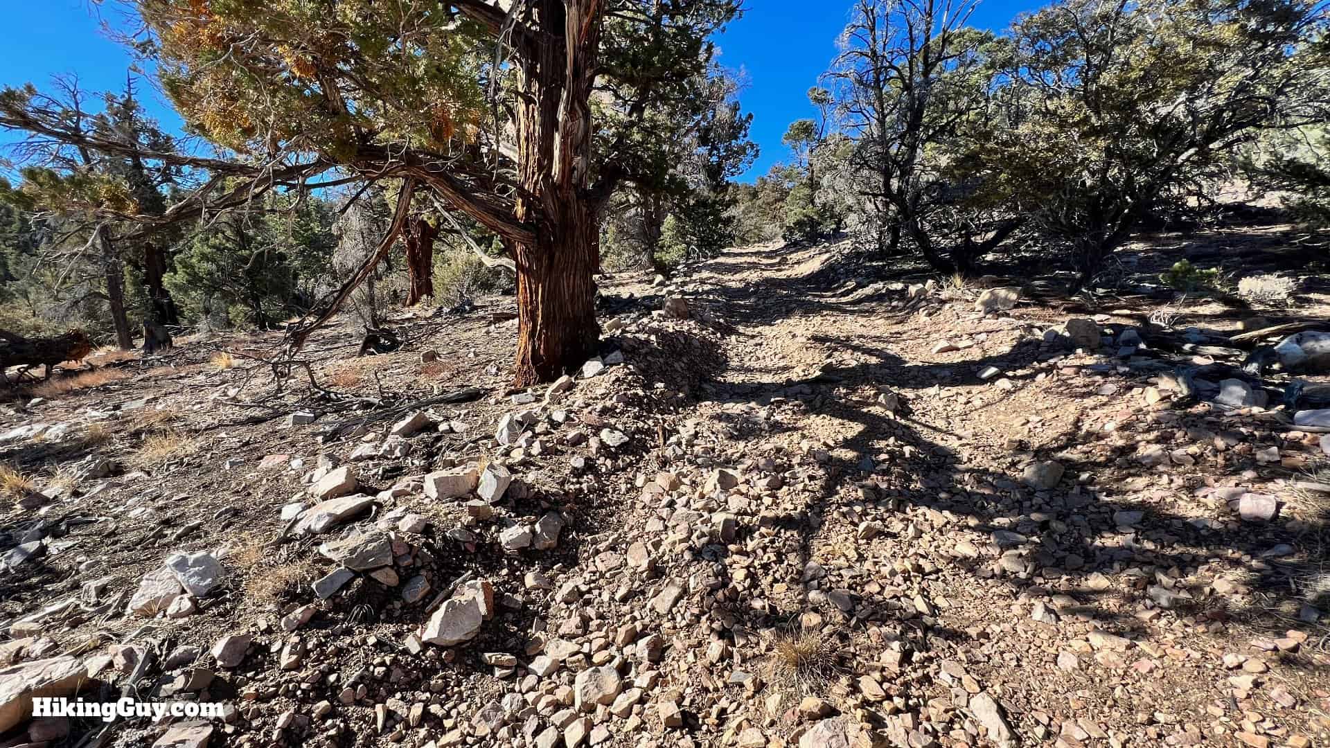 Big Bear Wild Burro Hike 30