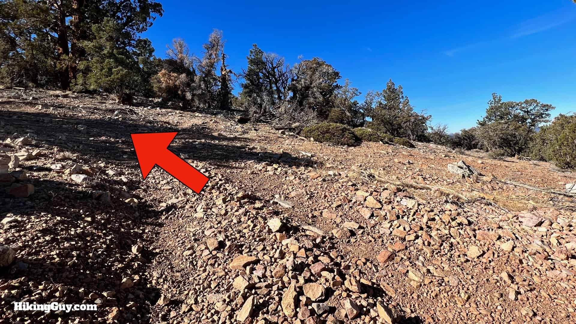Big Bear Wild Burro Hike 31