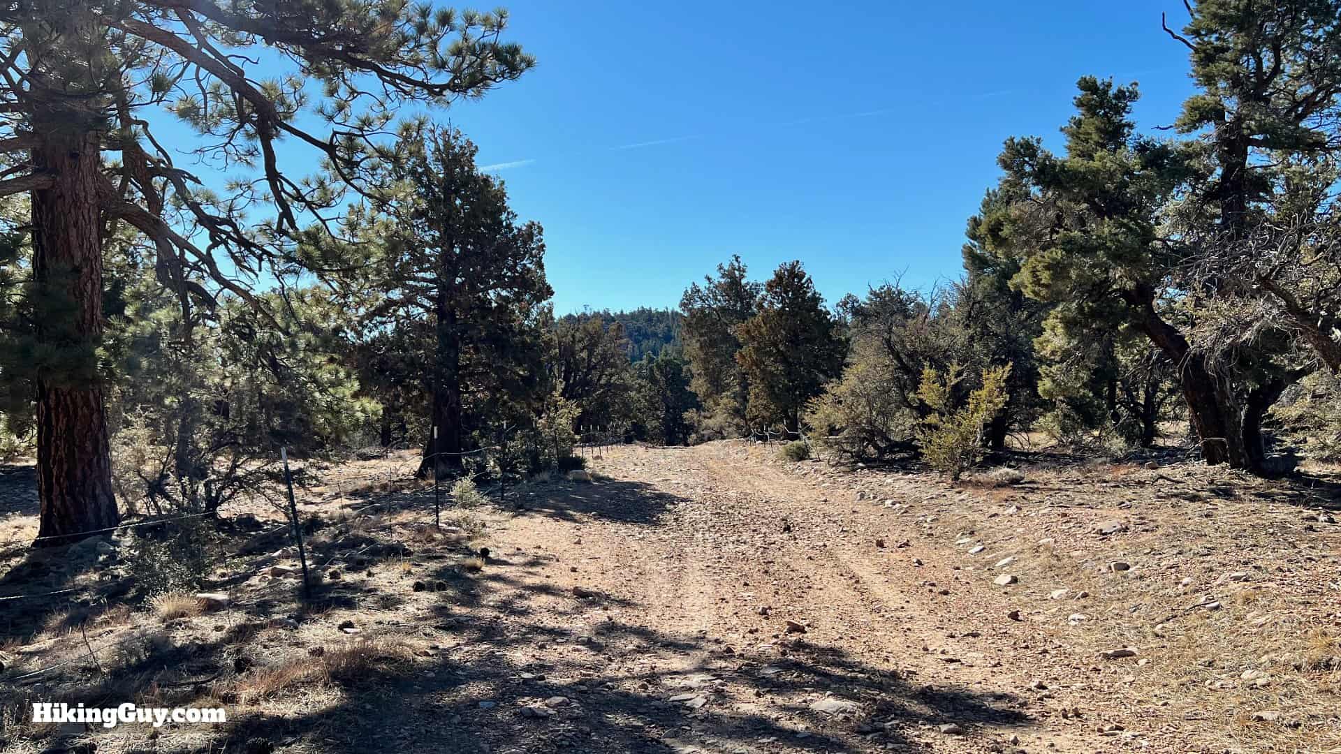 Big Bear Wild Burro Hike 33