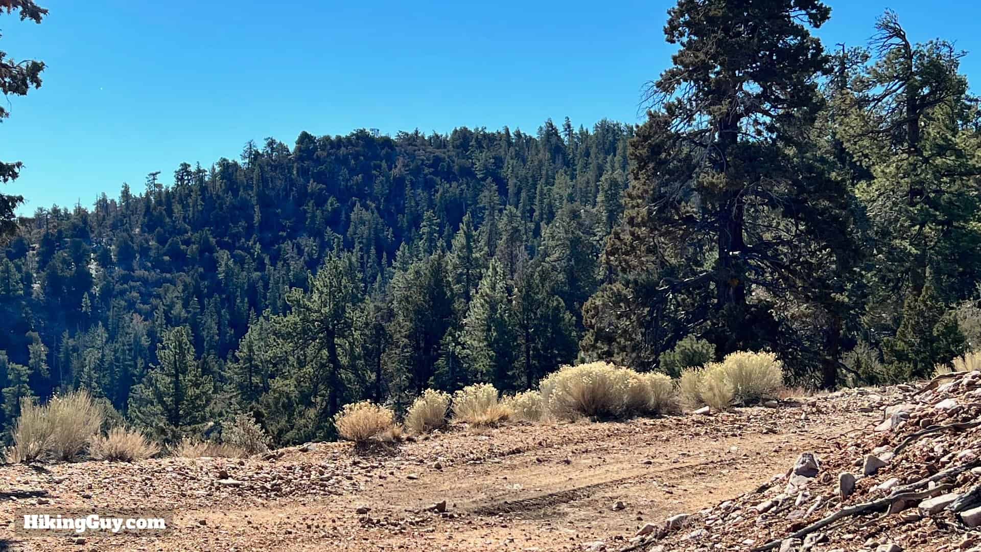 Big Bear Wild Burro Hike 34