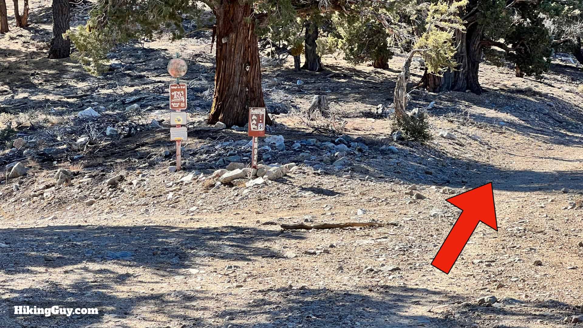 Big Bear Wild Burro Hike 35