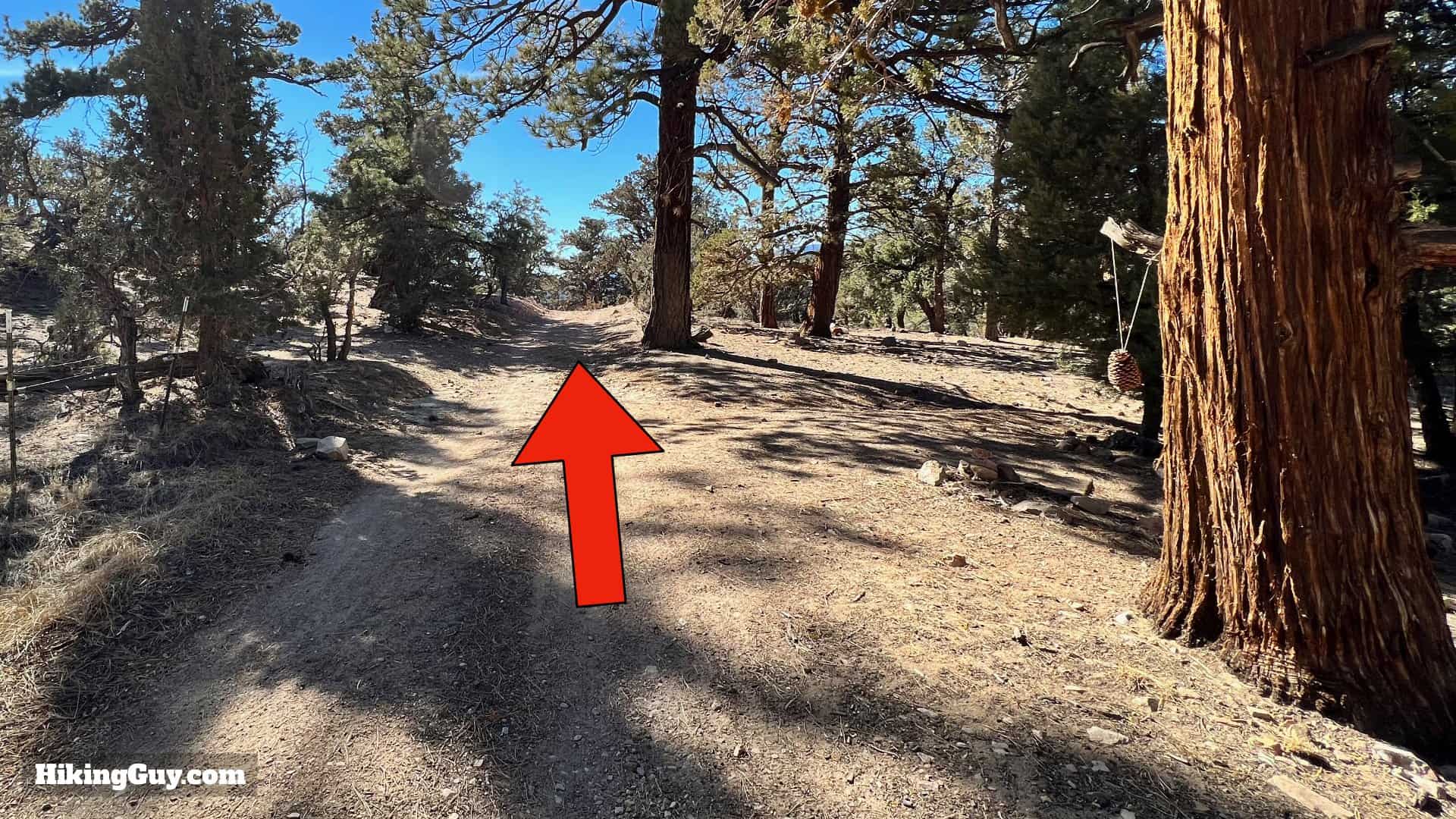 Big Bear Wild Burro Hike 45