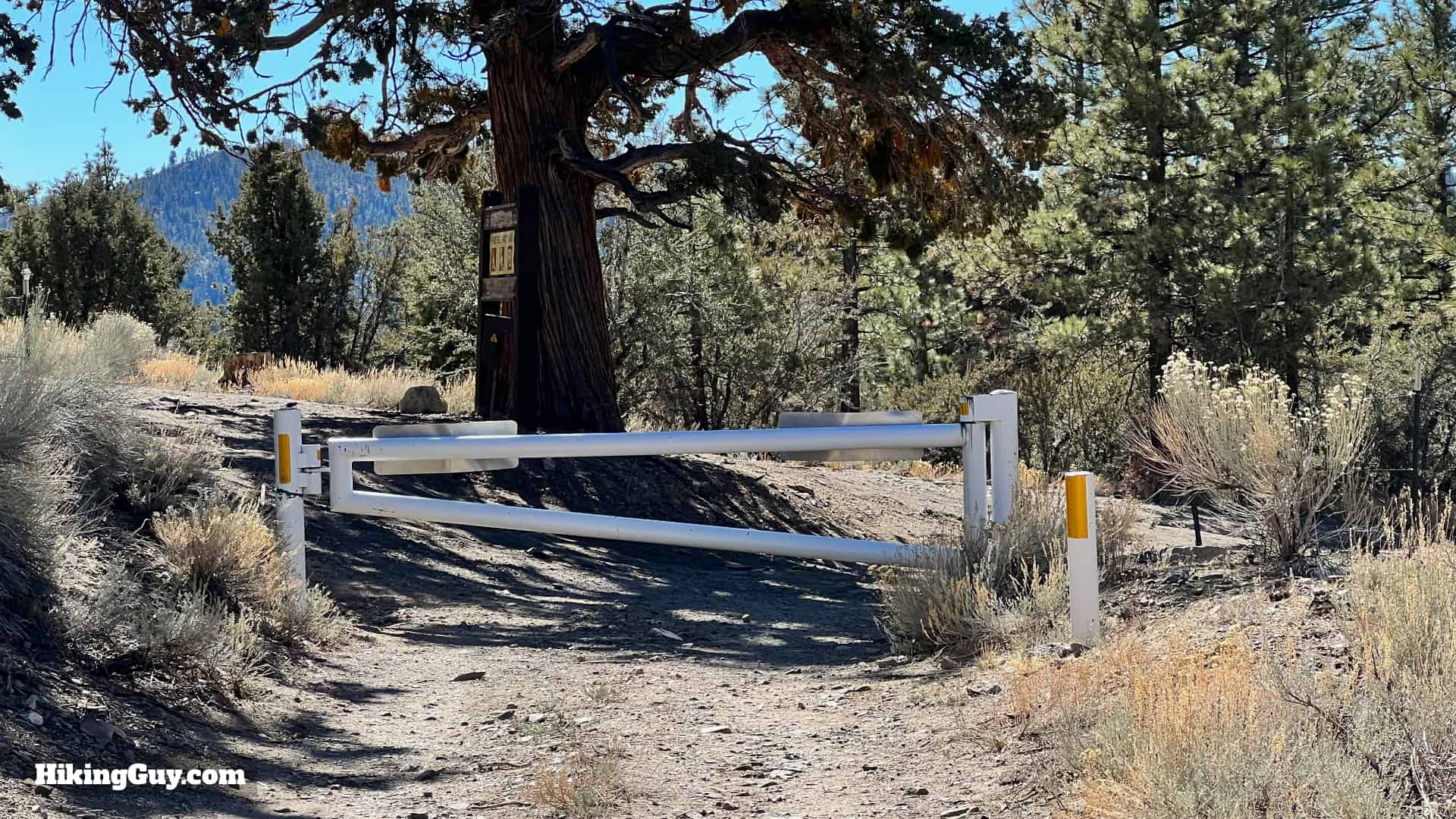 Big Bear Wild Burro Hike 47