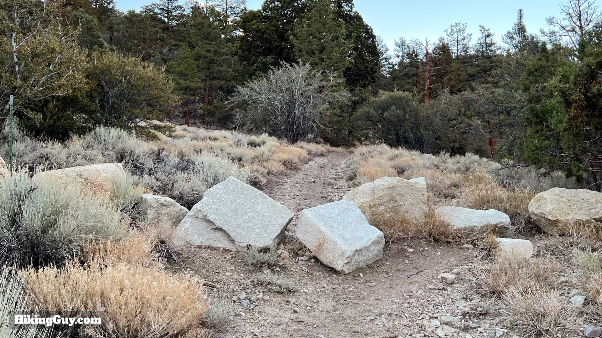 Big Bear Wild Burro Hike 6