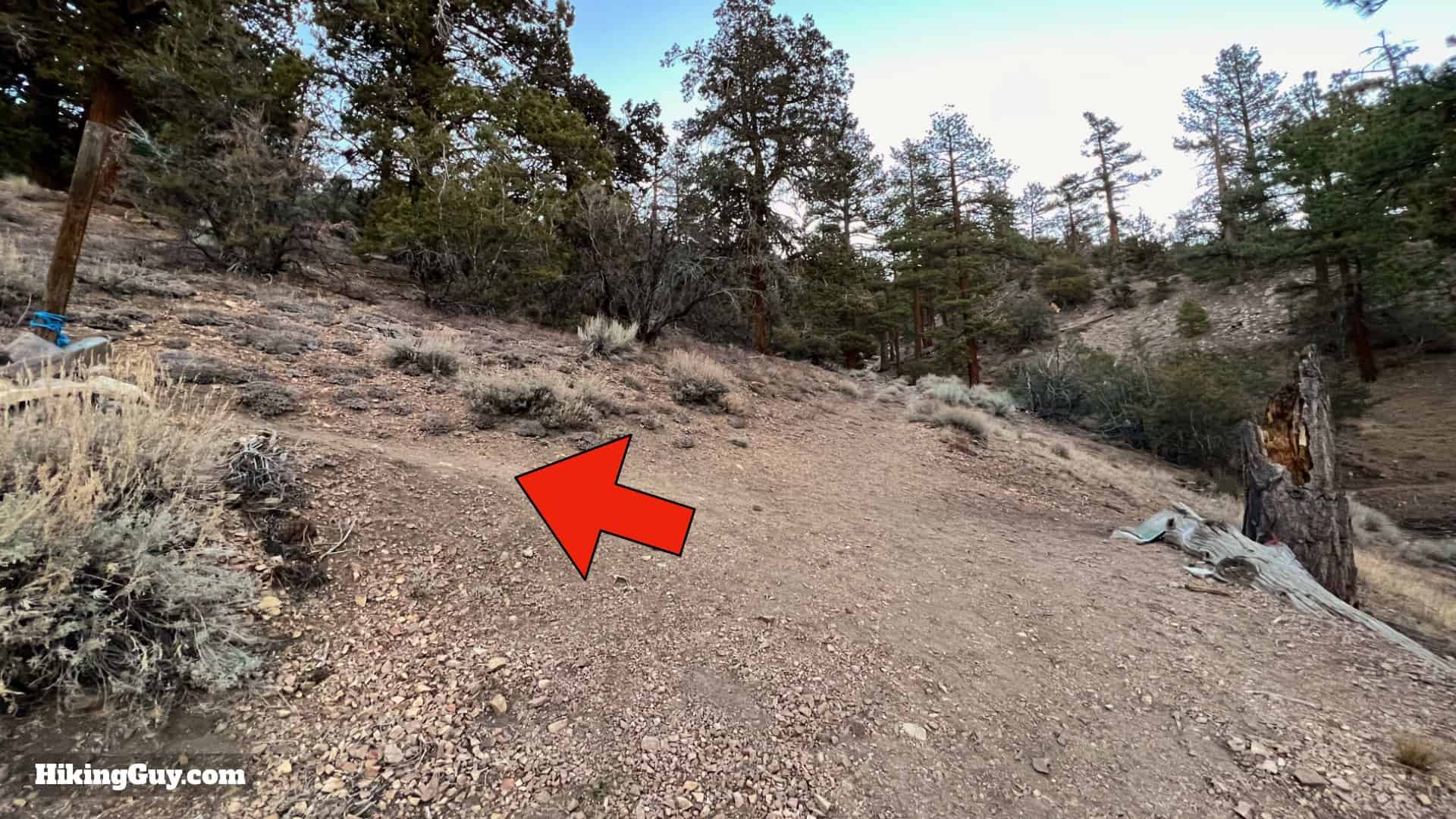 Big Bear Wild Burro Hike 8