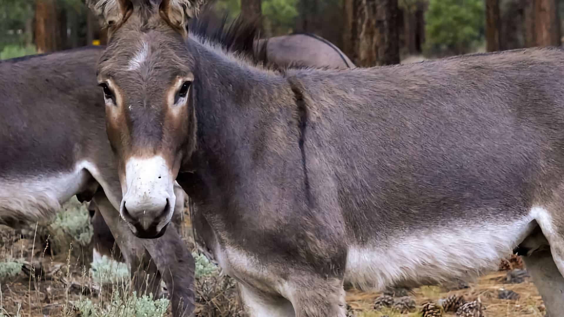 Big Bear Wild Burro Territory Hike