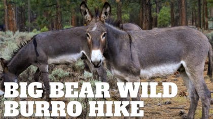 Big Bear Wild Burro Territory Hike