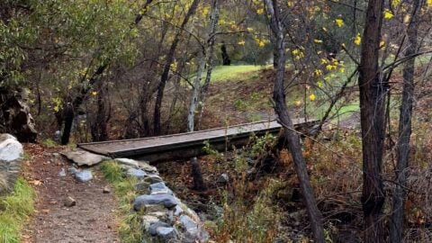 Big Dalton Canyon Trail + Coulter Pine Trail