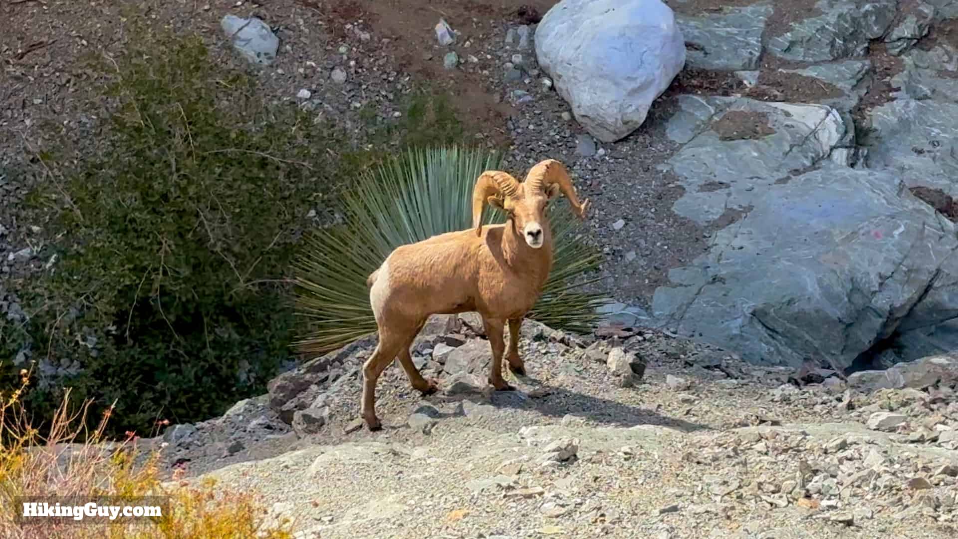 Bighorn At Bridge To Nowhere