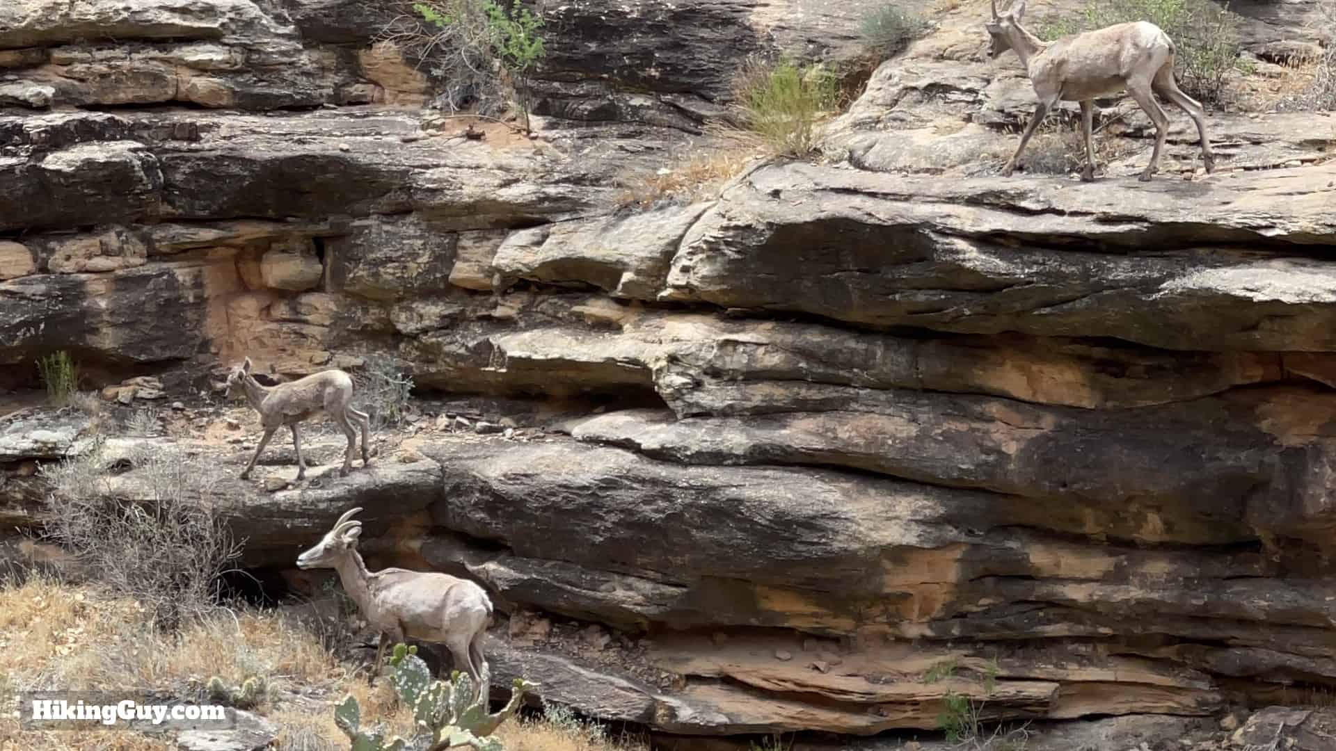 Bighorn In Grand Canyon