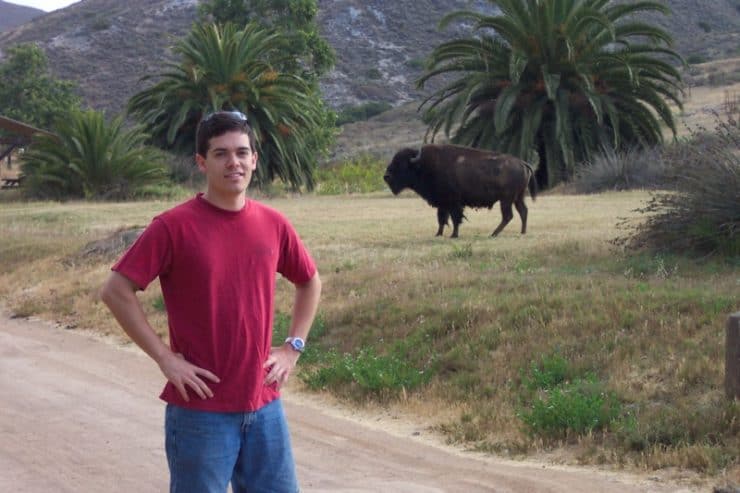 Bison On Catalina